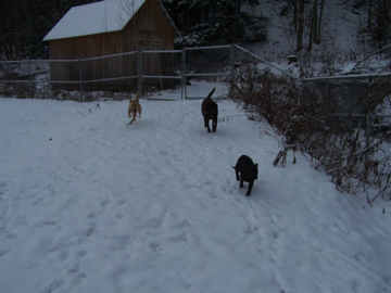Roxy, Tucker & Abby